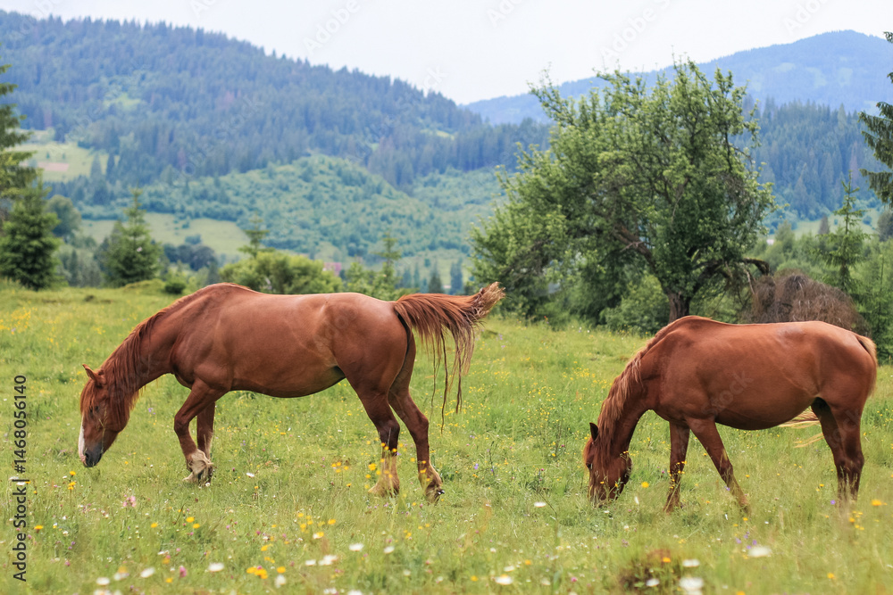 Obraz premium beautiful brown horses graze on a pasture in the mountains and eat grass