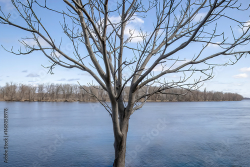 Bare tree in early spring in front of a river and island beyond, nobody