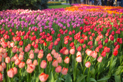 Wallpaper Mural beautiful colorful tulip flowers are growing in the garden Torontodigital.ca