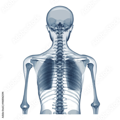 Flat vector X-ray Image, minimalist design, isolated on a white background.