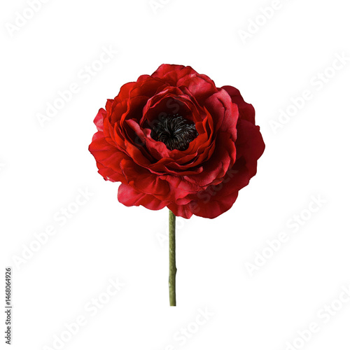 Single Deep Red Ranunculus Flower on Transparent Background