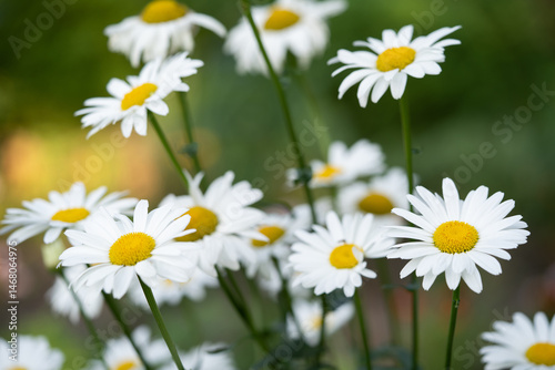Fototapeta Naklejka Na Ścianę i Meble -  beautiful white chamomile flowers grow in the field
