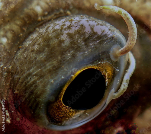Quadro su tela Goby eye with two parasites