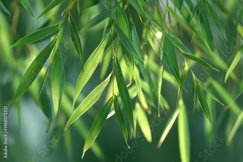 Close-up of vibrant green bamboo leaves