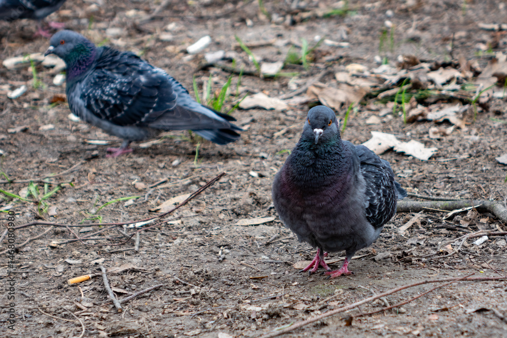 Fototapeta premium Pigeons foraging on the ground in a park during early morning