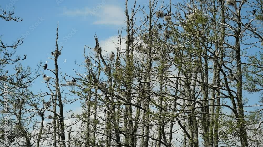 Breeding cormorants in tree colonies near water. Crucial for fishery balance, coastal diversity, and bird conservation. 147 MB; 30 sec; pps 50 Breeding cormorants in tree colonies near water. Crucial for fishery balance, coastal diversity, and bird conservation. 147 MB; 30 sec; pps 50