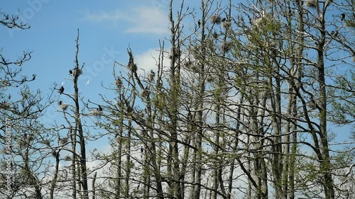 Breeding cormorants in tree colonies near water. Crucial for fishery balance, coastal diversity, and bird conservation. 147 MB; 30 sec; pps 50