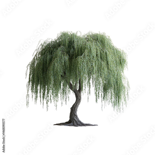 Weeping Willow Tree Isolated on Transparent Background - Lush Green Foliage and Twisted Trunk