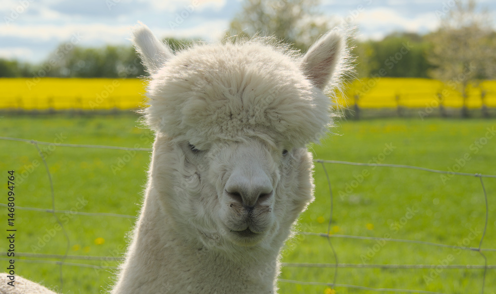 Obraz premium Funny portrait of an Alpaca, close up