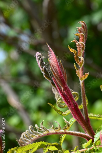 Fototapeta Naklejka Na Ścianę i Meble -  Kujawskie łąki. Poland