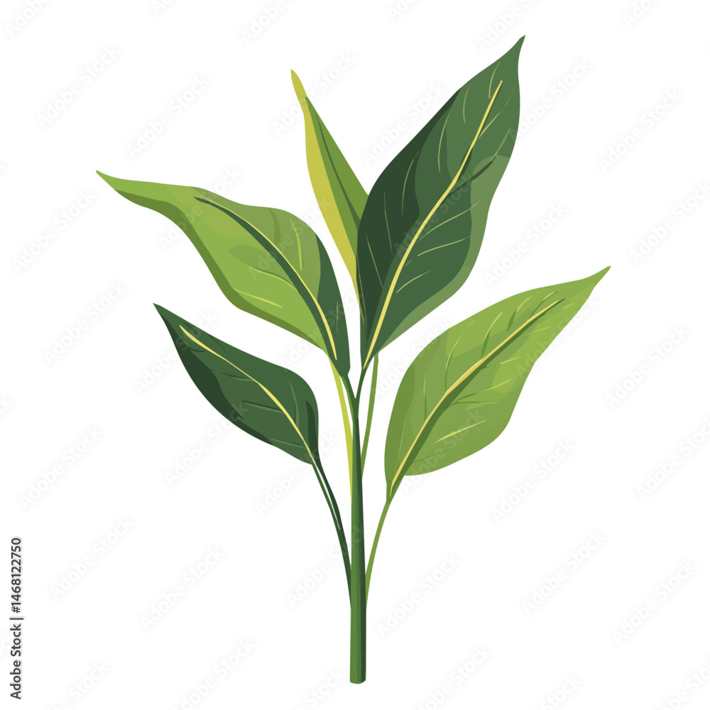 2D flat vector illustration of Corn Plant, isolated on a white background. 2D flat vector illustration of Corn Plant, isolated on a white background.