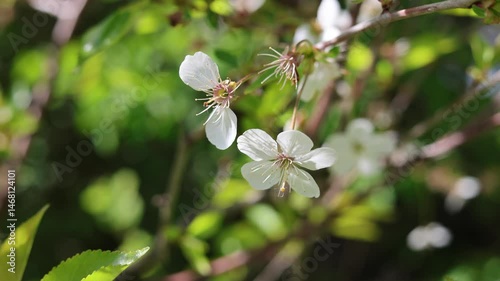 Cherry blossom without petals. . Video 4k.