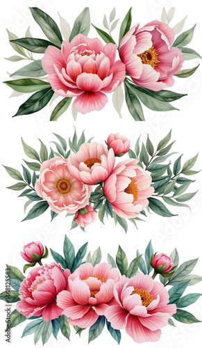 Peonies on a white background.