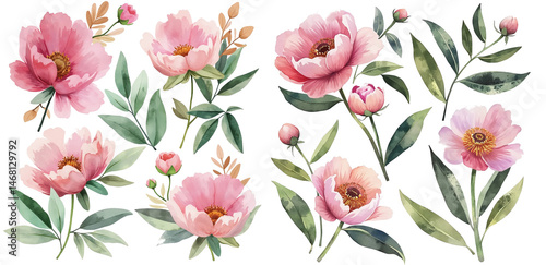 Peonies on a white background.