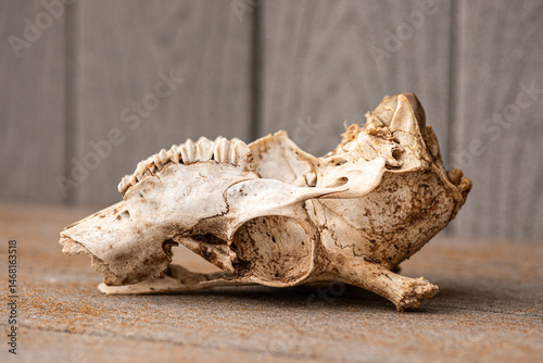 Lower jaw of pronghorn in Wyoming
