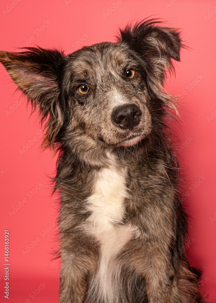 Fototapeta premium Adorable dog against a pink backdrop