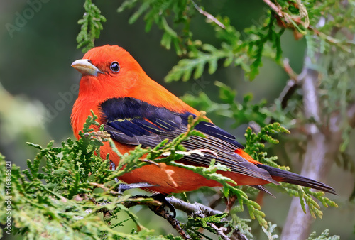 Scarlet tanager perching on branch tree, Canada photo