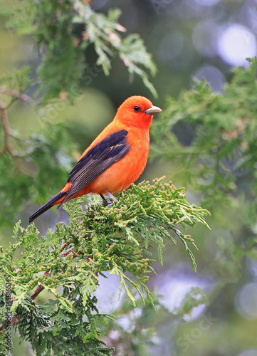 Scarlet tanager perching on branch tree, Canada