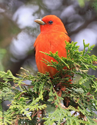Scarlet tanager perching on branch tree, Canada