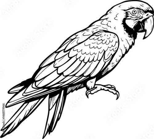 Parrot vector silhouette illustration
