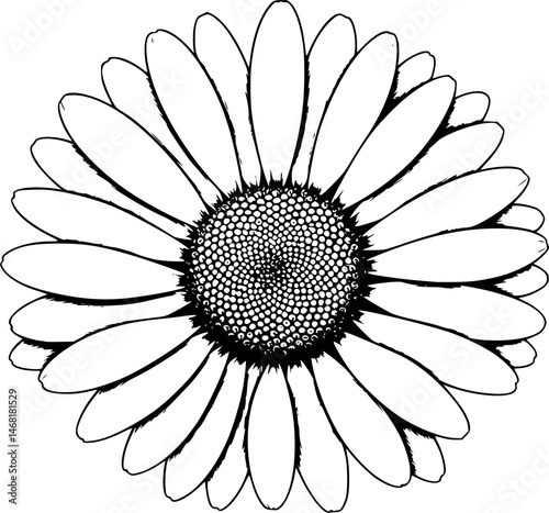beautiful monochrome, black and white daisy flower
