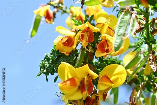 Cytisus scoparius 'Andreanus' (Common broom) flowers. A Fabaceae shrub, it produces butterfly-shaped yellow flowers with red spots on the wing petals in early summer. photo