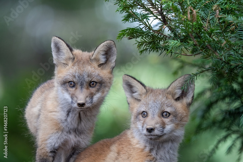 fox kit siblings looking to get into some trouble