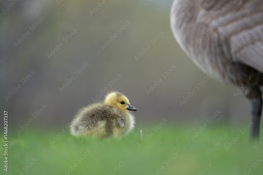 baby goslings baby goslings