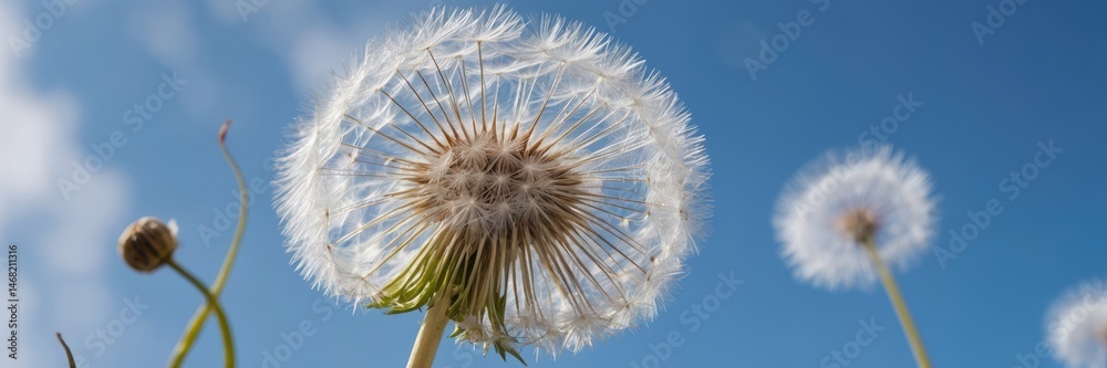 Close-up of dandelion seed heads against a clear blue sky on a sunny day