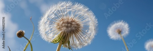 Obraz na płótnie Close-up of dandelion seed heads against a clear blue sky on a sunny day w salonie