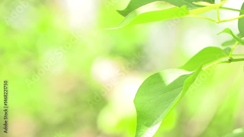 Close-up tree leaf background.
