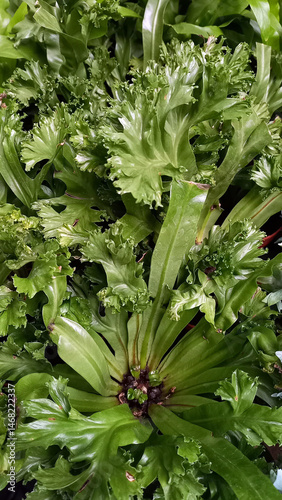 Close-up of Asplenium nidus with lush, curly green fronds. Tropical houseplant with vibrant foliage, ideal for botanical and interior design themes.