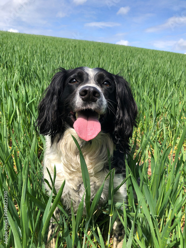 Springer Spaniel in a field on a sunny day in spring, North Yorkshire, England, United Kingdom