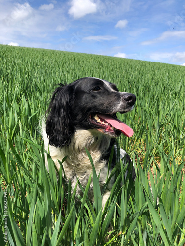 Springer Spaniel in a field on a sunny day in spring, North Yorkshire, England, United Kingdom