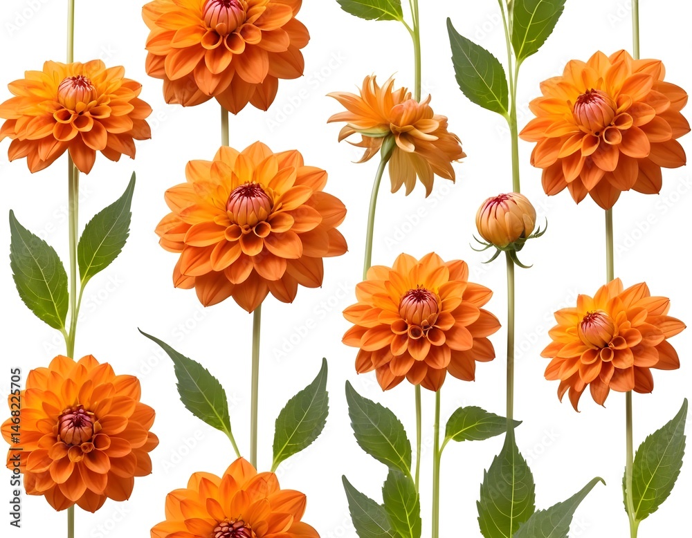 Orange Dahlia Flowers Pattern Orange Dahlia Flowers Pattern