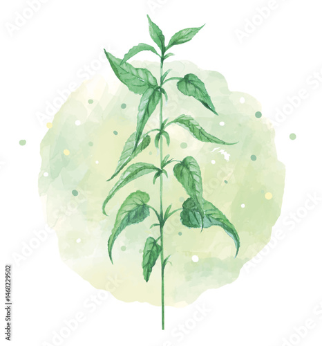 Nettle Watercolor Logo. Herb on the circular shape background. Vector emblem illustration. Each object is on a separate layer. Isolated on white