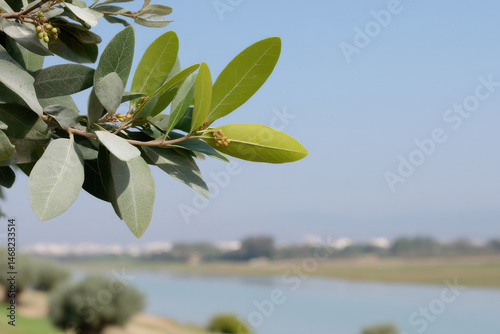 delta estuary in palestine bathed in clear blue light