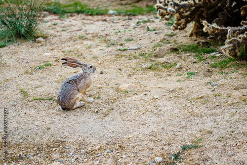 Black-Trailed Jackrabbit in the California Mojave Desert. Copy Space