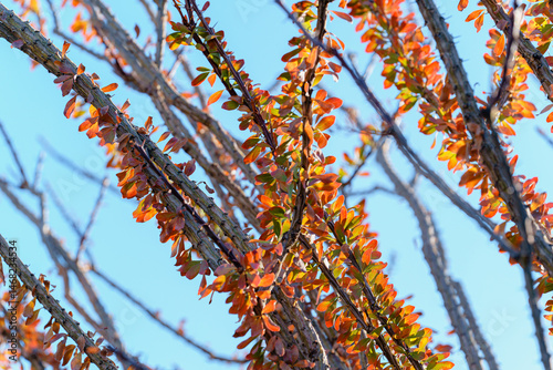 Close-up of Ocotillo plant leaves (Fouquieria splendens)