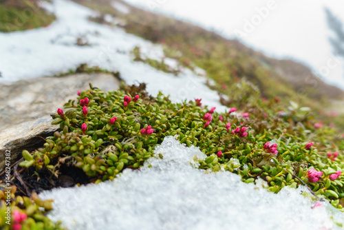 rote Alpenblumen zwischen Schneeresten und Felsen