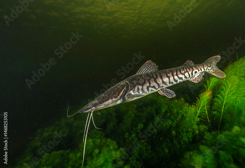 Surubi