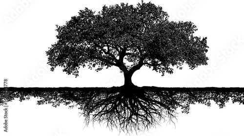 Old tree silhouette with roots vector isolated on white background  -  