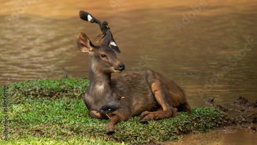 Plakat deer in the wild
