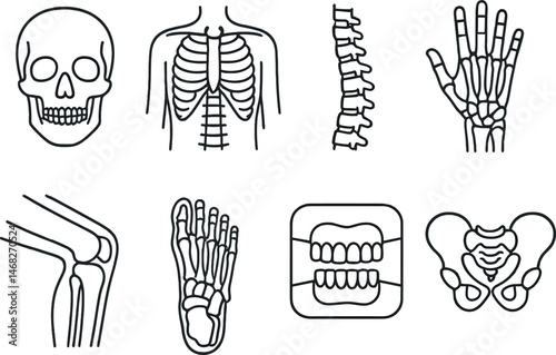 Medical anatomy line icons set – skeletal, healthcare, bones and human body symbols