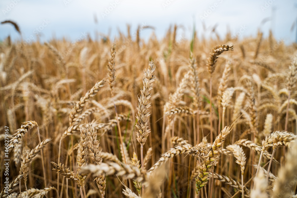 Fototapeta premium Close macro view of wheat ears with golden kernels under clear soft sky background