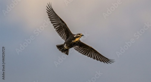 Bird flying in the sky wings spread nature wildlife avian photography animal birdwatching ornithology