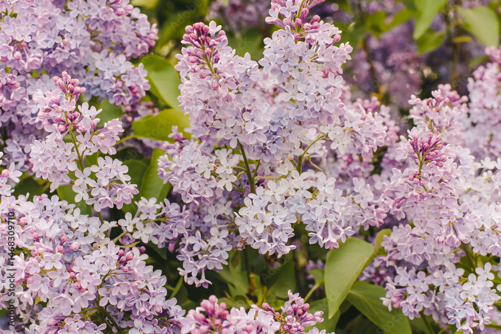 Obraz premium lilac flowers in the garden. Blooming lilac. Branch of blooming lilac. Lilac bush. Lilac flowers.