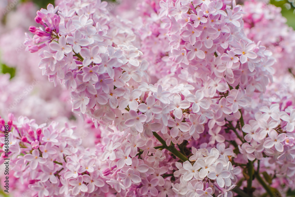 Obraz premium pink cherry blossom. Blooming lilac. Branch of blooming lilac. Lilac bush. Lilac flowers.