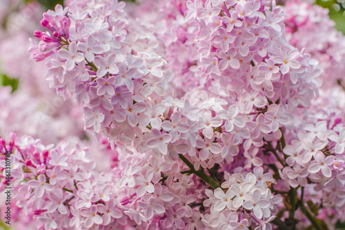pink cherry blossom. Blooming lilac. Branch of blooming lilac. Lilac bush. Lilac flowers.