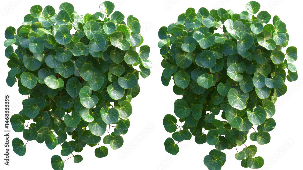 Lush Stephania Erecta Plant Displaying Vibrant Green Foliage Detail Lush Stephania Erecta Plant Displaying Vibrant Green Foliage Detail
